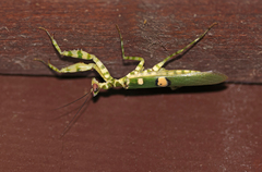 Creobroter meleagris