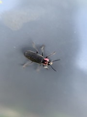 Perilypus ornaticollis