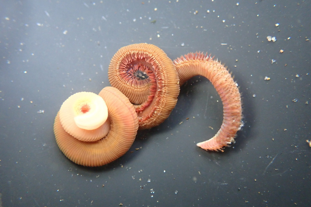 Naineris dendritica