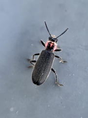 Perilypus ornaticollis