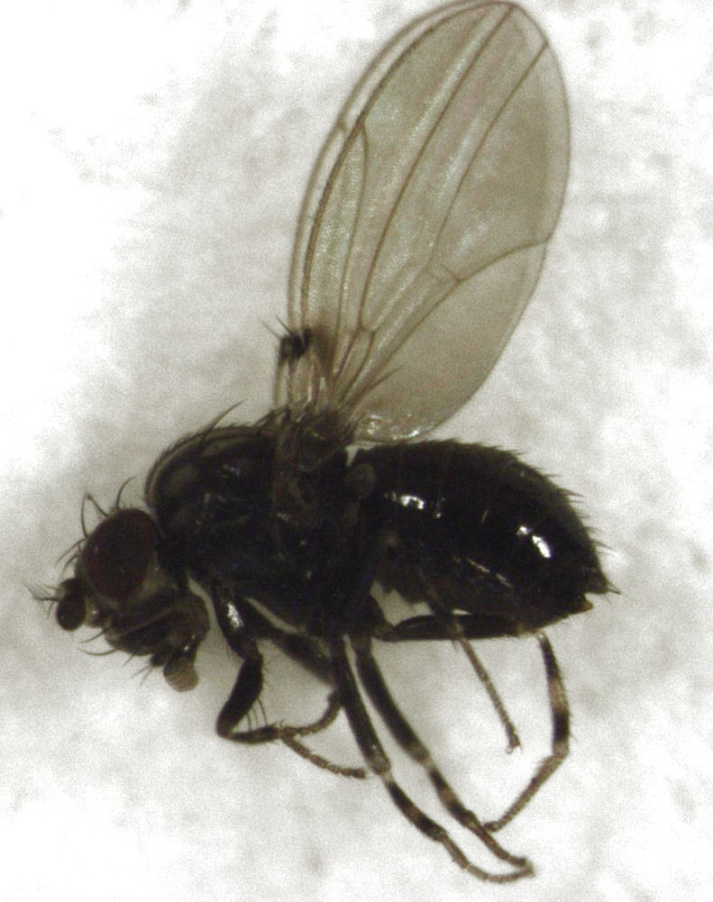 Dettopsomyia