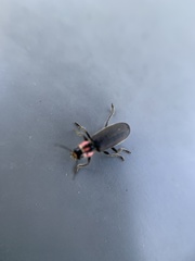 Perilypus ornaticollis