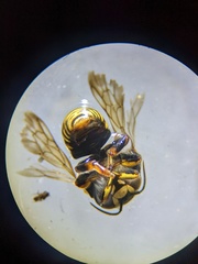 Loyolanthidium