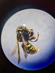 Loyolanthidium