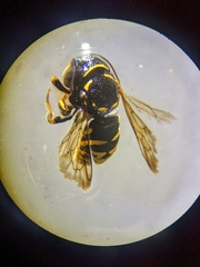 Loyolanthidium