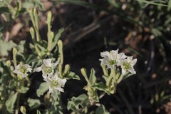 Acleisanthes diffusa