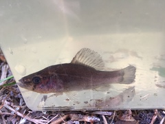 Aphredoderus sayanus