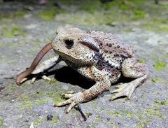 Bufo gargarizans