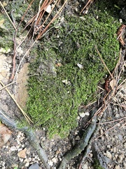 Mnium hornum