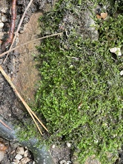 Mnium hornum