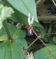 Mystacanthophora