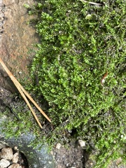 Mnium hornum