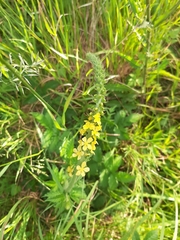 Agrimonia procera