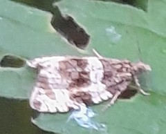 Olethreutes umbrosana