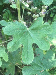 Alcea rugosa