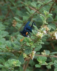 Pepsis ruficornis