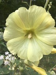 Alcea rugosa