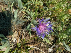 Centaurea fuscomarginata