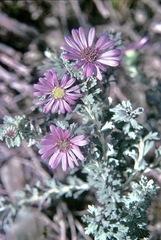 Olearia astroloba