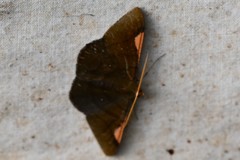 Sphacelodes vulneraria