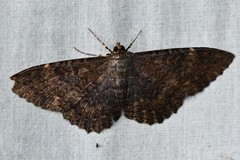 Feigeria scops