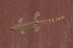 Lepidodactylus