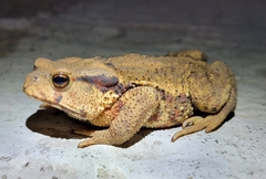 Bufo gargarizans