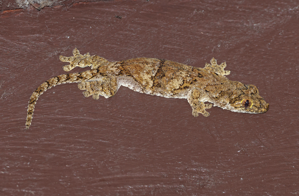 Cuming's Flapped-Legged Gecko