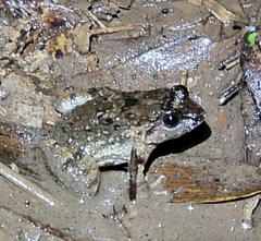 Limnonectes fujianensis