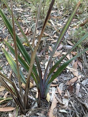 Dianella prunina