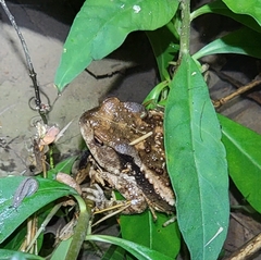 Bufo gargarizans