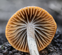 Psathyrella seymourensis