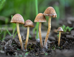 Psathyrella seymourensis
