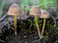 Psathyrella seymourensis