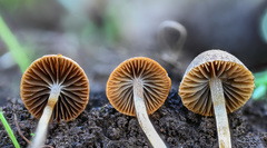 Psathyrella seymourensis