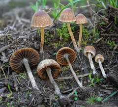 Psathyrella seymourensis