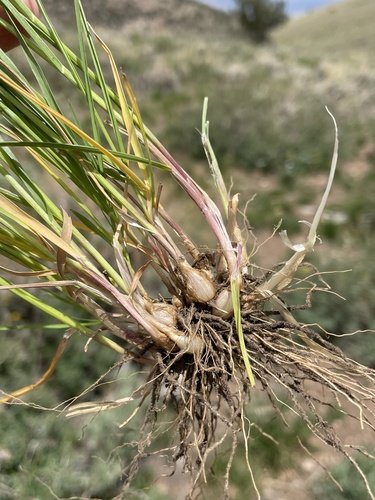 oniongrass (Melica bulbosa)