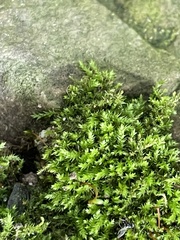Rhynchostegium confertum