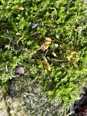 Rhynchostegium confertum