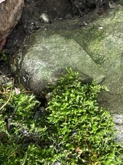 Rhynchostegium confertum