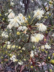 Acacia genistifolia