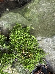 Rhynchostegium confertum