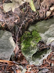 Rhynchostegium confertum