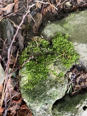 Rhynchostegium confertum