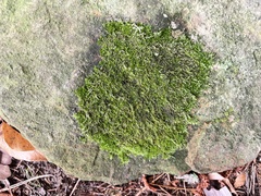Amblystegium serpens