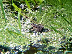 Pelophylax lessonae