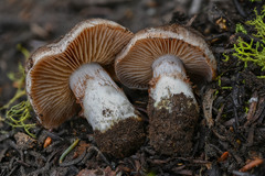 Cortinarius bridgei