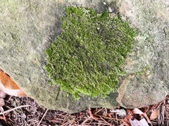 Amblystegium serpens
