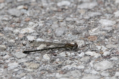 Argia tibialis
