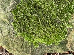 Amblystegium serpens